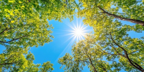Obraz premium Sunshine illuminates the trees on a clear day, creating a beautiful scene where the sun s rays enhance the vibrant greenery of the trees under a bright blue sky.