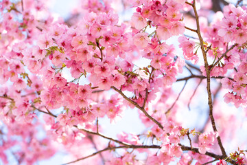 Closed up background of pink color flower sakura (cherry) blossom