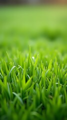 Fototapeta premium Green lawn with fresh grass outdoors, ground level perspective