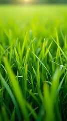 Fototapeta premium Green lawn with fresh grass outdoors, ground level perspective