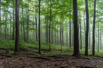 Obraz premium Misty Forest Landscape: A Tranquil Escape into Nature's Embrace