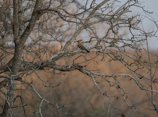African animals Afrikawiedehopf auch African Hoopoe genannt, im Busch vom Krüger National Park - Kruger Nationalpark Südafrika © Natascha
