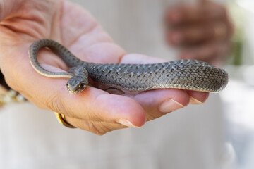 Fototapeta premium A woman's hand with an open palm holds a small wild snake carefully. The woman places her other hand on her belly. Wild nature and delicacy united
