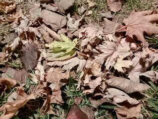 autumn leaves