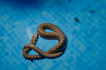 Top view Close up of A small, non-venomous baby snake floating coiled up in a pool looking for insects to feed on. The pool is made of blue tiles. and it's a sunny summer day