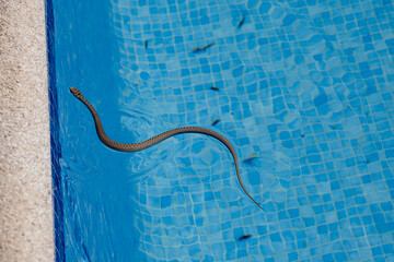 A small, non-venomous baby snake swims in a pool looking for insects to feed on. The pool is made of blue tiles. and it's a sunny summer day