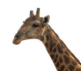 Giraffe im Busch vom Krüger National Park - Kruger Nationalpark Südafrika vorbereitet als png Datei