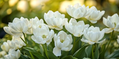 Stunning white flowers bloom in the garden, showcasing their beauty and charm. These beautiful white flowers create a serene atmosphere in the garden, enhancing the overall landscape appeal.