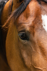 Naklejka premium A close-up image of a brown horse's head