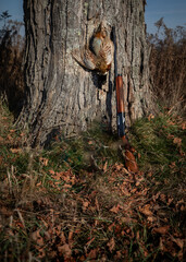 Upland bird hunting successful hunt with male ringneck pheasant harvested 