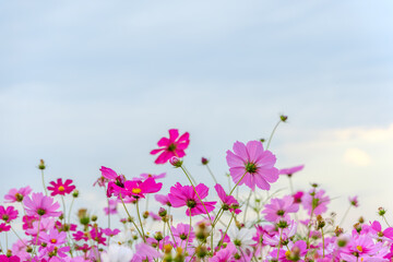 Pink Cosmos Flowers Reaching Towards the Sky © Kazutaka