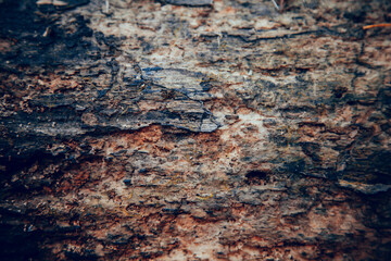 beautiful dark texture of old wood with traces of bark beetles