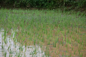Just planted rice plant. It is a very popular cereal plant.  Paddy Cultivation of India. close up of  green rice field. Green plant of paddy in rainy season.