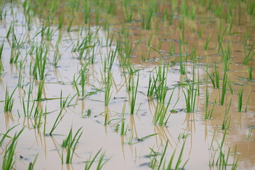 Obraz premium Just planted rice plant. It is a very popular cereal plant. Paddy Cultivation of India. close up of green rice field. Green plant of paddy in rainy season.