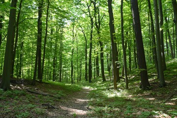 Fototapeta premium Lush Green Forest Pathway: A Serene Journey Through Nature