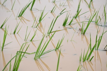 Just planted rice plant. It is a very popular cereal plant.  Paddy Cultivation of India. close up of  green rice field. Green plant of paddy in rainy season.