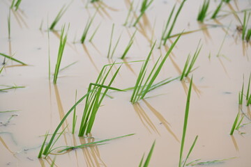 Just planted rice plant. It is a very popular cereal plant.  Paddy Cultivation of India. close up of  green rice field. Green plant of paddy in rainy season.