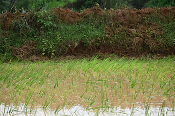 Just planted rice plant. It is a very popular cereal plant.  Paddy Cultivation of India. close up of  green rice field. Green plant of paddy in rainy season.
