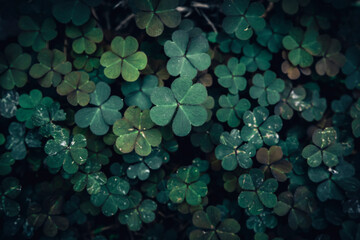 A close up of colorful wood sorrel leaves pattern texture