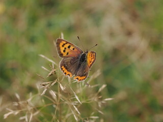 Czerwończyk żarek (Lycaena phlaeas) wśród traw