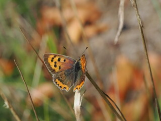 Czerwończyk żarek (Lycaena phlaeas) wśród traw