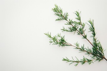 Obraz premium Minimalism Plant. Green Rosemary Branch on White Wall with Copy Space