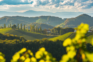 Vineyards landscape famous destination wine street area south Styria , wine country in summer....