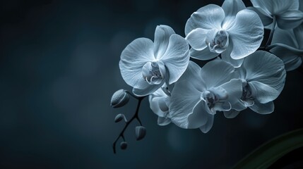 Fototapeta na wymiar Orchids White. Close-up of Phalaenopsis Orchids with White Petals against a Dark Background