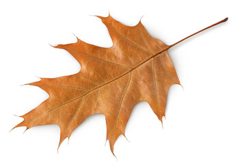 Fototapeta premium Autumn oak leaf isolated on white background. Fall season foliage. Top view. Flat lay