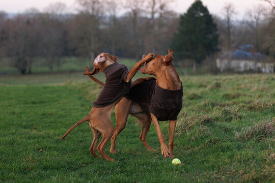 Hungarian Vizsla
