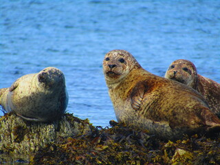 Naklejka premium seals on beach rocks