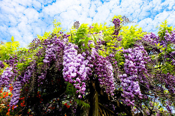 Public Park and Toowoomba Carnival of Flowers