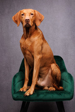 Hungarian Vizsla
