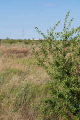 Obraz premium wild field in the foreground green bush blue clear sky beyond the horizon