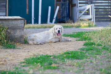 a large shaggy dog ​​with his tongue hanging out lies on the ground in an old wooden yard in the village