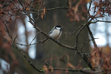 A small bird perched on a tree branch