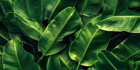 Vibrant banana leaf features a rich dark green color, showcasing its natural beauty and brightness. This banana leaf exemplifies the lush qualities of nature, perfect for various creative projects.