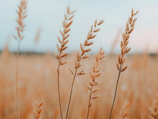 Fototapeta premium Soft focus on meadow grass with morning dew, natural macro shot, outdoor tranquility