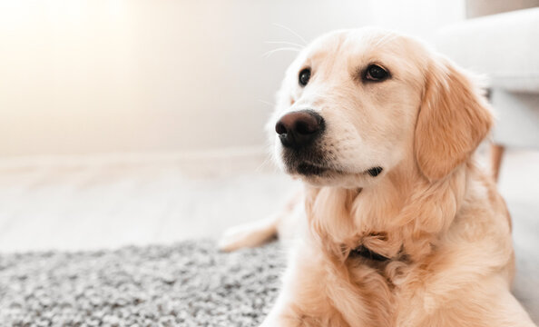 Man's Best Friend Concept. Closeup portrait of healthy labrador lying on gray rug floor carpet in living room at home in modern interior. Golden retriever resting alone, free copy space