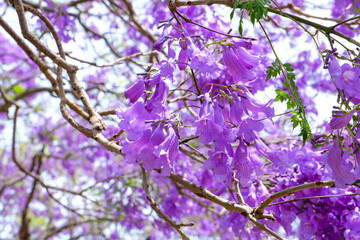 Beautiful purple and pink Jacaranda flowers and trees at UQ lake 