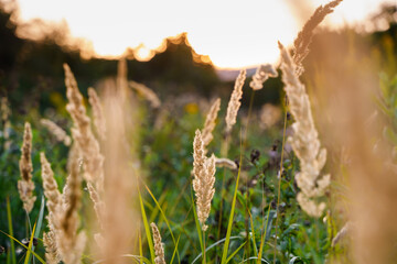 Beautiful natural landscape of a blade of grass in a field in summer at sunset.