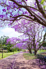 Beautiful purple and pink Jacaranda flowers and trees at UQ lake 