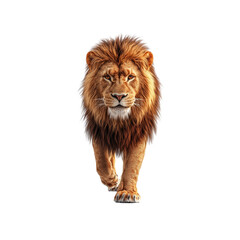 Obraz premium Majestic African Lion Walking Towards the Camera on White Background