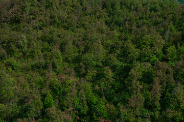 A solid forest in the mountains in summer.