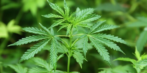 Fresh young green leaves of a cannabis indica plant showcase the vibrant characteristics of marijuana cultivation, highlighting the beauty and uniqueness of the cannabis indica species.