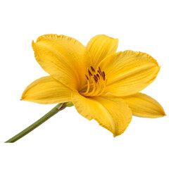 Close-Up of Yellow Daylily Flower Isolate On Transparent Background Cutout, PNG file, Cutout file