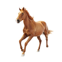 Obraz premium A Powerful Horse in Motion