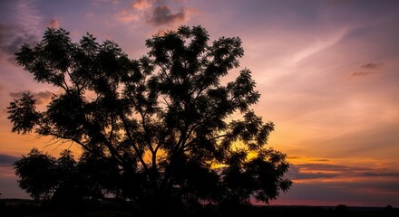 Fototapeta premium Majestic tree silhouette vibrant sunset sky