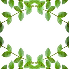 Lush Green Leaves Frame Nature Border Spring Foliage Eco Design Botanical Background