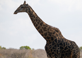 Afrikanische Tiere Giraffe im Busch vom Krüger National Park - Kruger Nationalpark Südafrika